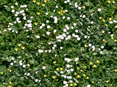  无缝园林庭院景观花园田野小雏菊花卉鲜花绿植草坪草地草皮地面 