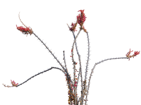  免扣素材 常绿乔木 热带植物 