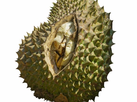  免扣素材 常绿乔木 热带植物 