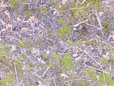  无缝苔藓落叶枯枝草皮地面 