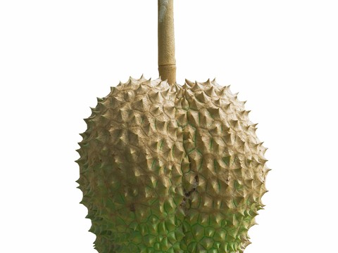  免扣素材 常绿乔木 热带植物 