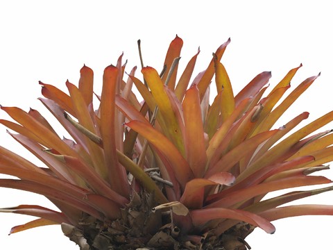  免扣素材 常绿乔木 热带植物 