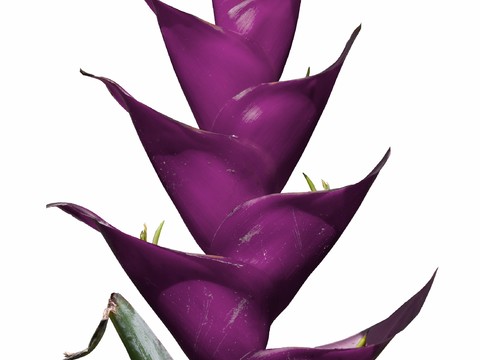  免扣素材 常绿乔木 热带植物 