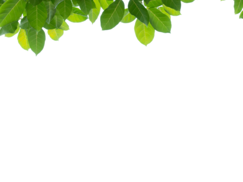  免扣素材 常绿乔木 装饰树叶 