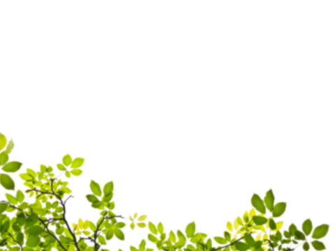  免扣素材 常绿乔木 装饰树叶 