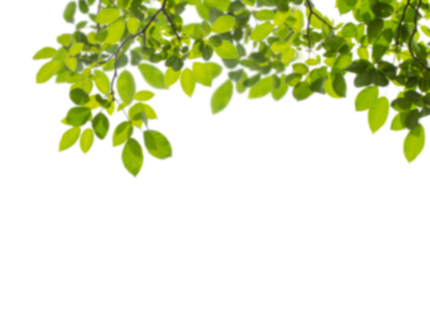  免扣素材 常绿乔木 装饰树叶 