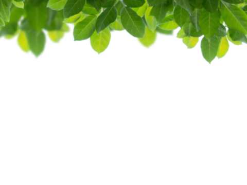  免扣素材 常绿乔木 装饰树叶 