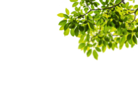  免扣素材 常绿乔木 装饰树叶 