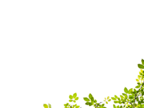  免扣素材 常绿乔木 装饰树叶 