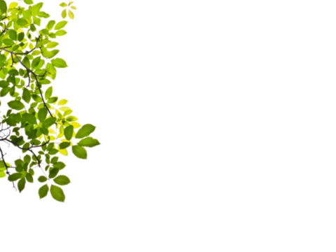  免扣素材 常绿乔木 装饰树叶 