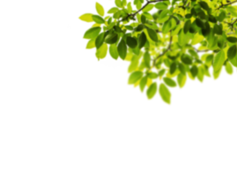  免扣素材 常绿乔木 装饰树叶 