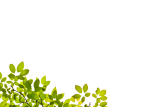  免扣素材 常绿乔木 装饰树叶 