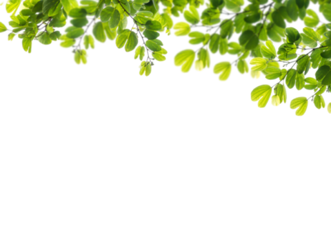  免扣素材 常绿乔木 装饰树叶 