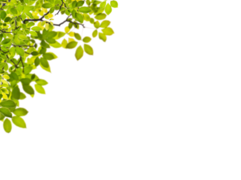  免扣素材 常绿乔木 装饰树叶 