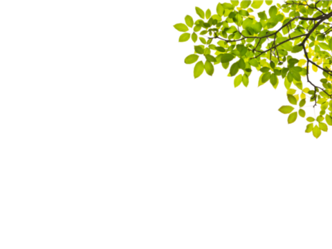  免扣素材 常绿乔木 装饰树叶 