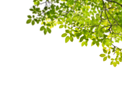  免扣素材 常绿乔木 装饰树叶 