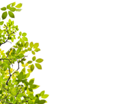  免扣素材 常绿乔木 装饰树叶 