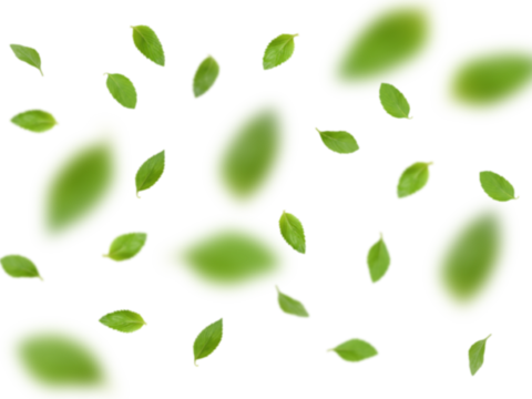  免扣素材 常绿乔木 装饰树叶 