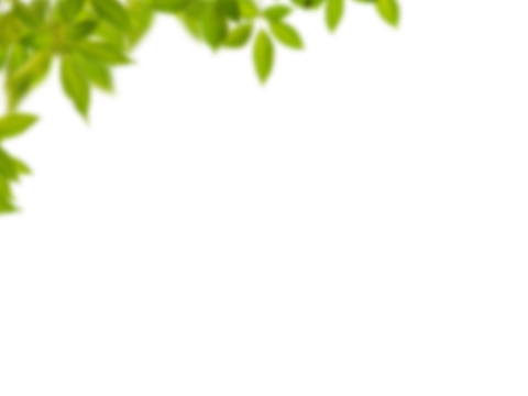  免扣素材 常绿乔木 装饰树叶 