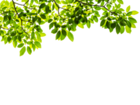  免扣素材 常绿乔木 装饰树叶 