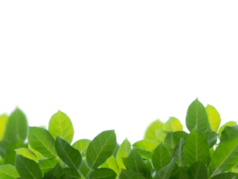  免扣素材 常绿乔木 装饰树叶 