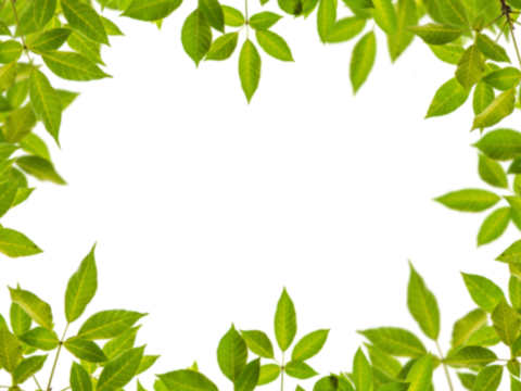  免扣素材 常绿乔木 装饰树叶 