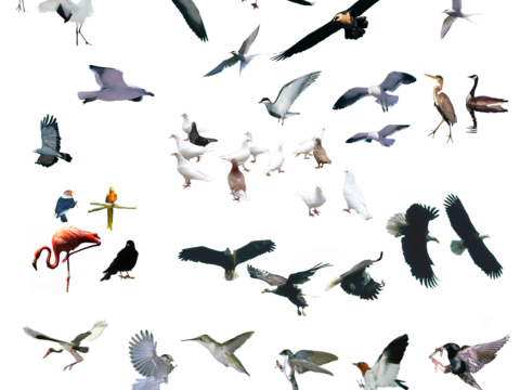  psd免抠鸽子家雀大雁鸟类飞鸟动物 