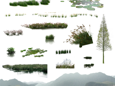  景观植物荷花荷叶水杉山脉 