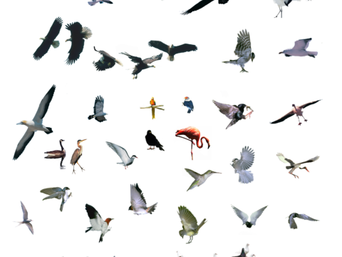  png免抠鸽子家雀大雁鸟类飞鸟动物 