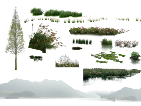  png免抠荷花芦苇水杉水生景观植物 