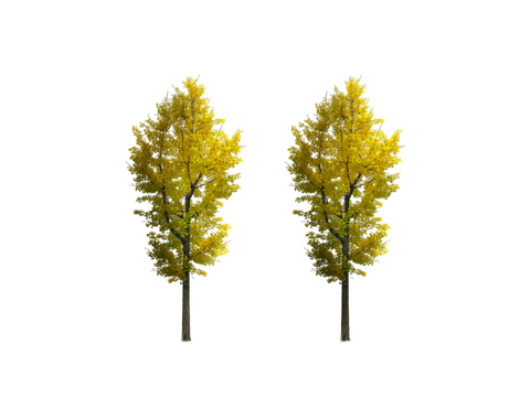  png免抠常用景观植物 景观树 银杏树 