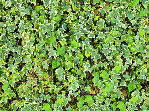  草皮植物草丛灌木绿植地面 