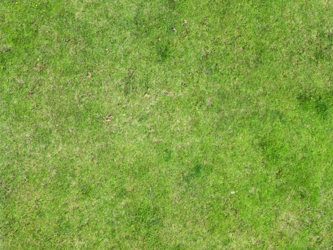  草地草坪草皮灌木绿植地面 