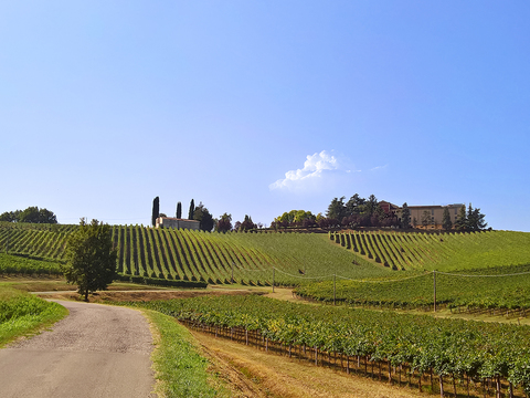  葡萄园种植园景观风景 
