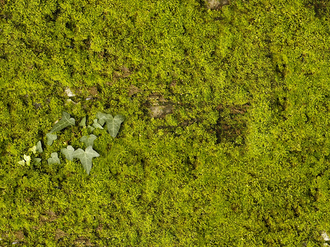  无缝庭院园林苔藓草坪草皮草地岩石地面 