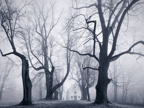  自然风景树林森林外景背景 