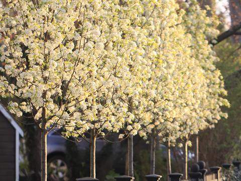  欧洲乡村风景 欧洲建筑别墅图 