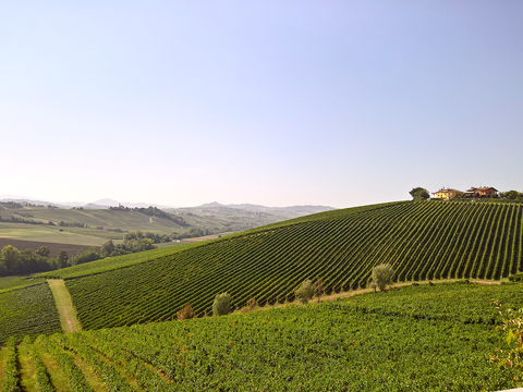  葡萄园种植园景观风景 