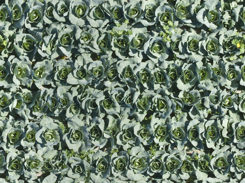  农田 菜地 自然元素 