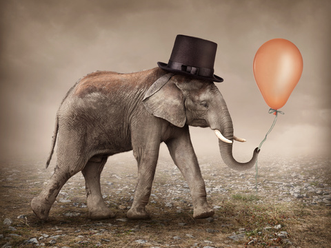  大象 野生动物 动物 