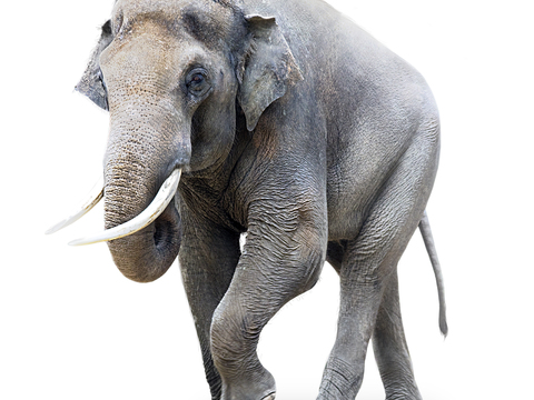  大象 野生动物 动物 