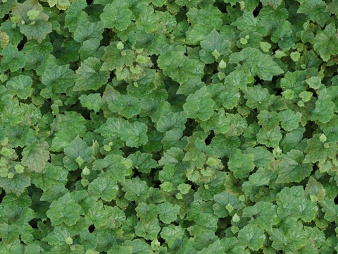  高清真实绿植墙草地草坪植物草丛灌木草皮地面 