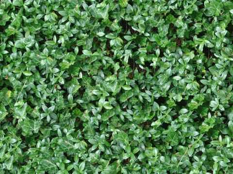  真实绿植墙草地草坪植物草丛灌木草皮地面 