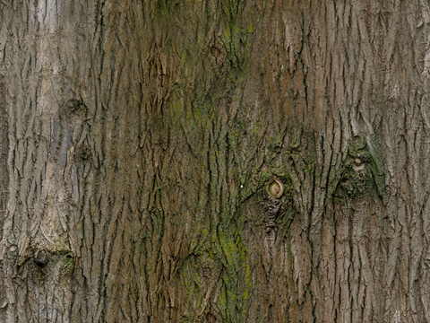  木材 木纹 树皮 树干 