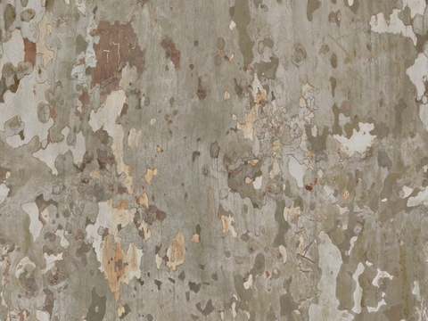  木材 木纹 树皮 树干 