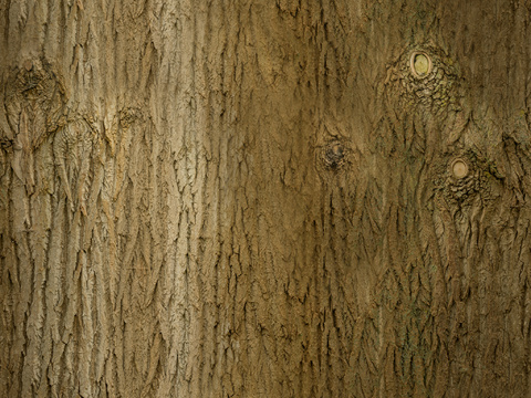  木材 木纹 树皮 树干 