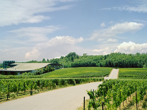  葡萄园种植园景观风景 