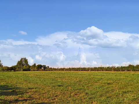  葡萄园种植园景观风景 