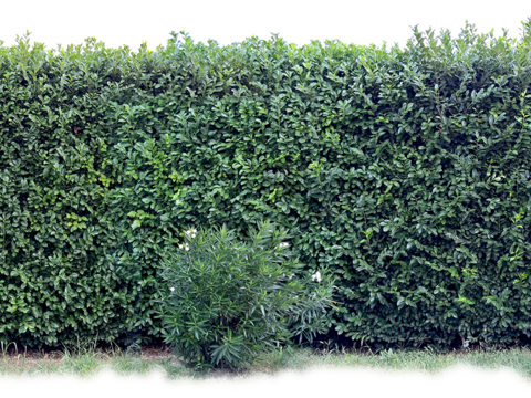  无缝免扣景观灌木植物树篱笆墙面 