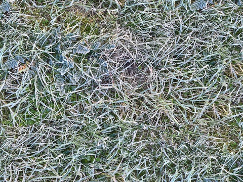  无缝园林庭院景观绿色草坪草地草皮地面 